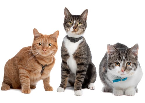 mikrobiomCHECK Katze